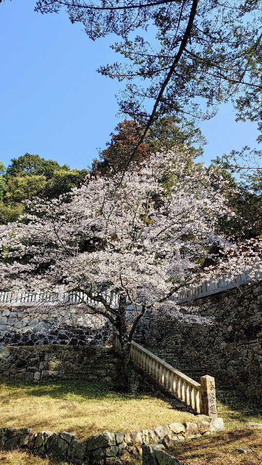 桜花爛漫🌸

今朝は久方ぶりの青空が望めました。この碧天を待っていたかのように相撲場の桜が満開となっています。

ここ2日ほどの強風を伴った雨もあって、少し散り始めてはいますが、長く咲き続けないからこそ桜は美しいのかもしれません。

万葉歌人の山部赤人は、以下のような歌を詠んでいます。

「あしひきの　山桜花　日並べて　
　かく咲きたらば　いと恋ひめやも」

【現代語訳】
もし山桜の花が何日も続けて咲いていたならば、こんなにも恋しいとは思わなかったでしょう。

彩り豊か自然が見せてくれる一瞬一瞬を、大切に慈しんで日々を暮らしていきたいものですね⛩️

#神社 
#粒坐天照神社 
#龍野城下町 
#shrine 
#たつの市