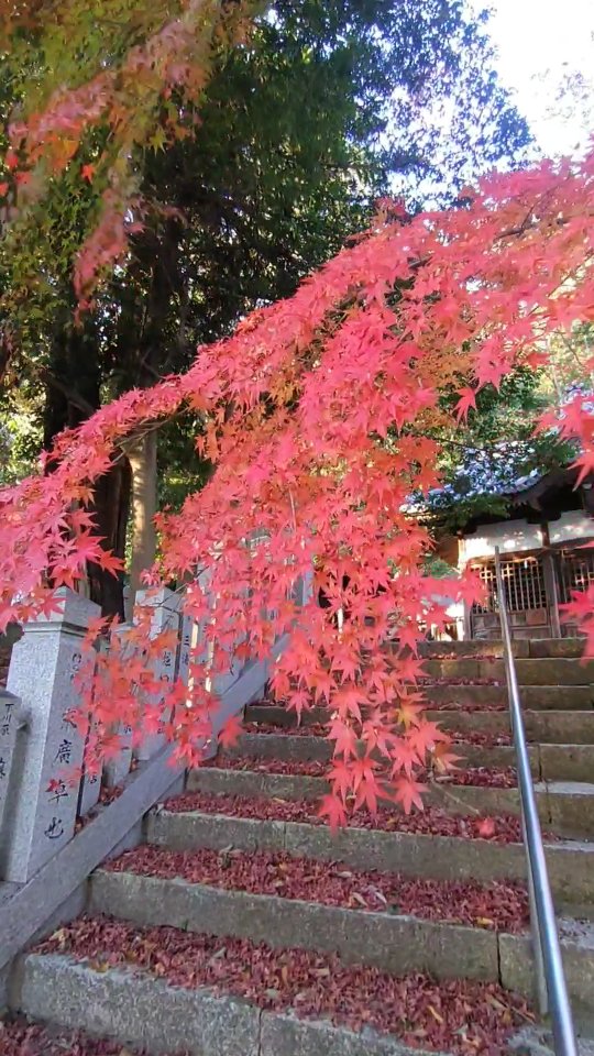 紅葉の錦🍁神のまにまに

#神社
#jinja
#shrine 
#式内社 
#名神大社 
#粒坐天照神社 
#たつの市 
#龍野 
#龍野城下町
#いいぼすたぐらむ